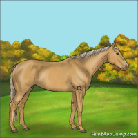 Horse Color:Palomino Rabicano 