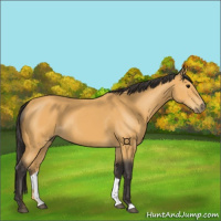 Horse Color:Buckskin 
