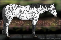 Horse Color:Black Appaloosa Rabicano 