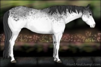 Horse Color:White Spotted Black 