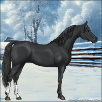 Horse Color:Black  and Black 