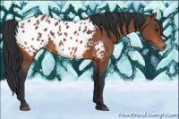 Horse Color:Bay Appaloosa 