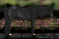 Horse Color:Gray Black