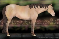 Horse Color:Amber Champagne