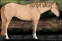 Horse Color:Gold Champagne 