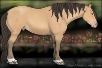Horse Color:Amber Champagne
