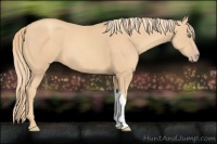 Horse Color:Gold Champagne 
