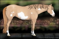 Horse Color:Gold Champagne Frame 
