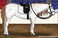 Horse Color:White Spotted Chestnut 
