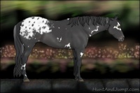 Horse Color:White Spotted Black Appaloosa 