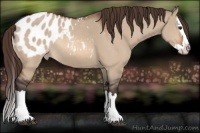 Horse Color:Bay Dun Sabino Splash Appaloosa Rabicano