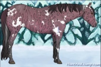 Horse Color:White Spotted Buckskin Ice 