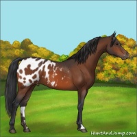 Horse Color:Bay Appaloosa 