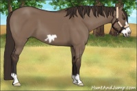 Horse Color:Liver Red Dun Frame 