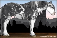 Horse Color:Black Sabino 