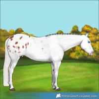 Horse Color:Silver Bay Splash Appaloosa