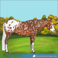 Horse Color:Silver Bay Splash Appaloosa 