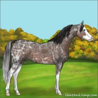 Horse Color:Liver Chestnut Ice Sabino Splash