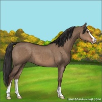 Horse Color:Liver Red Dun Sabino