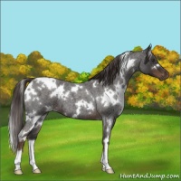 Horse Color:White Spotted Liver Red Roan 