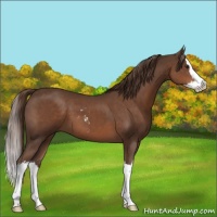 Horse Color:Liver Chestnut Sabino Splash 