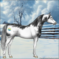 Horse Color:White Spotted Black Splash Frame 