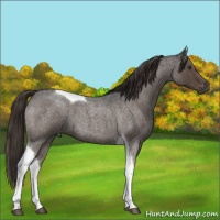 Horse Color:Liver Red Roan Tobiano 