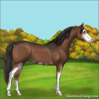 Horse Color:Liver Chestnut Sabino 