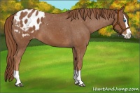 Horse Color:Chestnut Splash Appaloosa 
