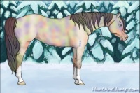 Horse Color:Nacre Amber Champagne Dun 