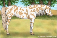 Horse Color:Palomino Leopard