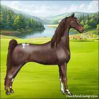 Horse Color:Liver Chestnut Appaloosa 