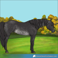 Horse Color:Platinum Buckskin 
