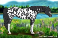 Horse Color:Black Near Leopard 