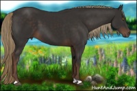 Horse Color:Liver Chestnut