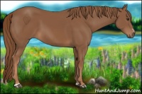 Horse Color:Chestnut Sabino