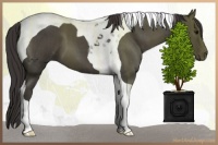 Horse Color:Smoky Blue Roan Tobiano 