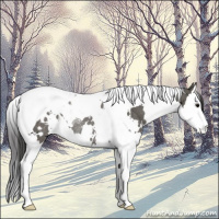 Horse Color:White Spotted Grullo Splash Tobiano Appaloosa Rabicano 