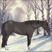 Horse Color:Smoky Blue Roan 
