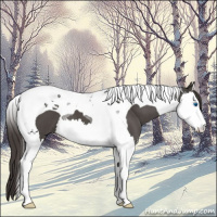 Horse Color:Smoky Blue Roan Splash Tobiano