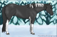 Horse Color:Smoky Black Tobiano