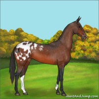Horse Color:Bay Appaloosa 