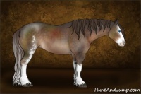 Horse Color:White Spotted Liver Chestnut Sabino Splash 