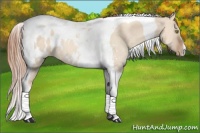 Horse Color:Gold Champagne Dun Tobiano Appaloosa 