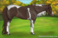 Horse Color:Liver Chestnut Tobiano