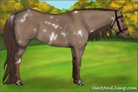 Horse Color:White Spotted Liver Red Dun 