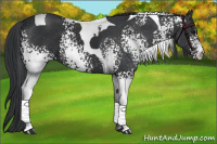 Horse Color:White Spotted Black Tobiano 
