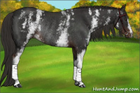 Horse Color:White Spotted Liver Chestnut Rabicano 