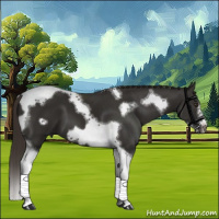 Horse Color:Liver Chestnut Tobiano Frame 