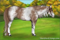 Horse Color:White Spotted Chestnut 